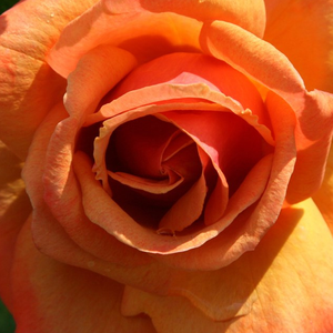 Diskreten vonj vrtnice - Roza - Remember Me™ - 